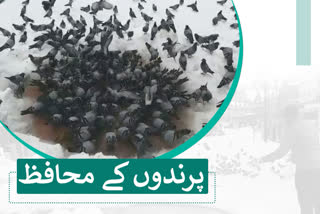 Birds during Snowfall