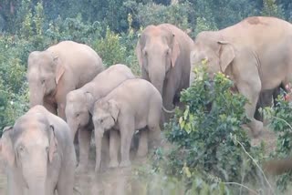 team-of-28-elephants-damaged-many-places-in-sambalpur-of-dhamtari