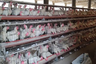 chicken-egg-demand-reduced-by-60-percent-due-to-bird-flu-poultry-traders-upset