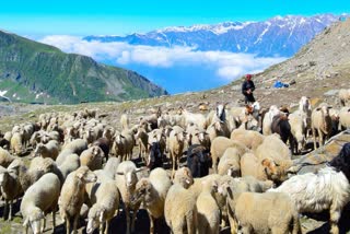 goat farming in himachal
