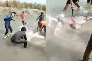 dolphin beaten to death in Pratapgarh