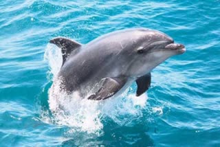 dolphin-beaten-to-death-in-pratapgarh