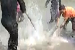 Dolphin beaten to death in Uttar Pradesh