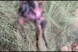 horse died attack by leopard