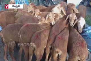 Goats sale for Rs 5 crore in one day at Gingee Weekly Market