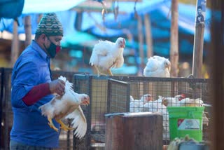 bird flu in Ambala