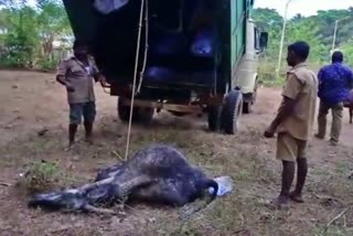 cows-dying-after-eating-wastage-in-karwar