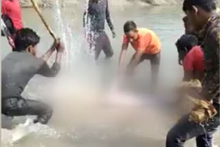 dolphin-beaten-to-death-in-pratapgarh