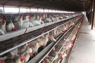 Karnataka district bans poultry from bird flu bit Kerala etv bharat news