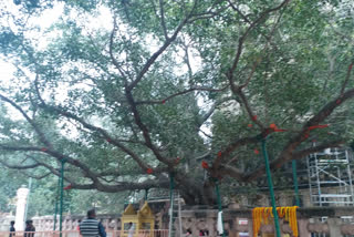 Mahabodhi tree is fine and totally health: Forest Research Institute