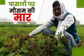 Diseases in potato in Dholpur, Dholpur news