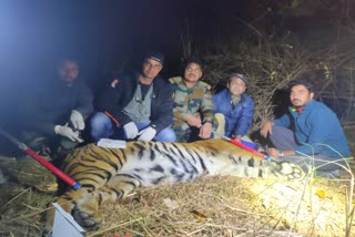 Tiger Rescue