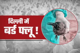 Bird flu in Delhi