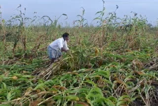 White corn crop destruction from premature rain in Gadag