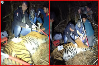 Another Tiger relocated from Corbett Tiger Reserve