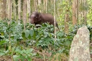 forest elephants problem at hassan