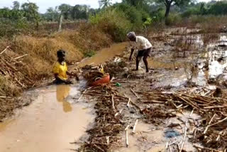 Maize crop destruction from premature rain in chitradurga