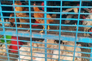 animal-husbandry-department-alert-on-bird-flu-in-jamtara