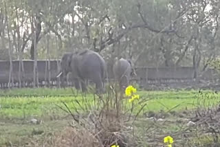 Elephants created panic in Paonta, पांवटा में हाथी