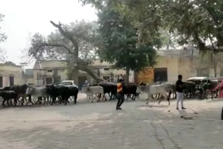 गोवंश से परेशान किसान