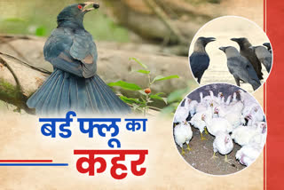 bird flu in rajasthan, राजस्थान में बर्ड फ्लू का कहर