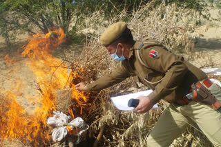 बाड़मेर में अवैध डोडा पोस्त जलाया, Illegal doda poppy burns in Barmer