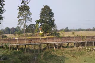 বন-ৰাজহ বিভাগৰ চকু থলুৱা অসমীয়া ব্যৱসায়ীৰ ম‍্যাদী পট্টাৰ ভূমিত