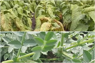 tobacco-and-chick-pea-growers-worried-due-to-premature-rainfall