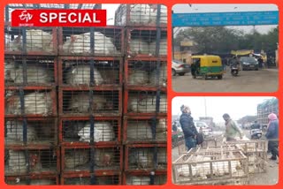 Bird flu affects business in Ghazipur Murga Mandi