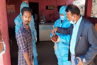 samples-are-being-collected-from-chicken-form-for-bird-flu-test-in-dantewada