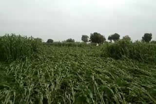 Untimely rain crop damage Jalgaon