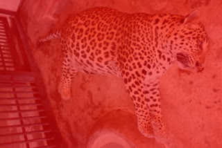 leady leopard died in warangal zoo