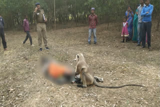 monkey weeps for hours for a man in jharkhand