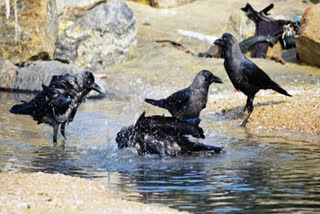 Bird flu scare: 24 crows found dead in Jasola park, 10 ducks die at Sanjay Lake