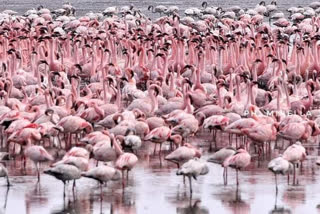 Flamingo safari begins in Navi Mumbai