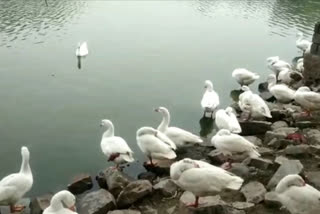 ducks died in East Delhi Sanjay Lake