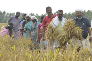 thrissur paddy harvest festival  മന്ത്രി വി.എസ് സുനിൽകുമാർ വാര്‍ത്തകള്‍  മന്ത്രി വി.എസ് സുനിൽകുമാർ ഉദ്ഘാടനങ്ങള്‍  കൊയ്ത്തുത്സവം വാര്‍ത്തകള്‍  paddy harvest festival Minister VS Sunilkumar  Minister VS Sunilkumar latest news