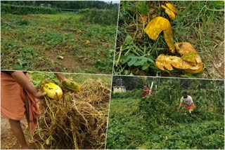 farmers lose hope due to unexpected rain  rain kasargod  kasargod farming  പ്രതീക്ഷ നഷ്‌ടപ്പെട്ട് കാസർകോട്ടെ കർഷകർ  മഴ വില്ലനായി  കാസർകോട് മഴ