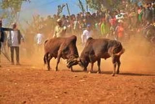 bullfight