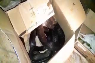 10 feet cobra found at house in chikmagalore