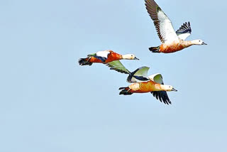 birds count start at  kolleru lake