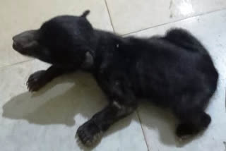 villager saved bear cub life in Gariyaband