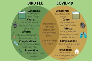 The Growing Panic Of Bird Flu: All You Need To Know