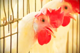 Chicken prices drop by 50% after bird flu scare