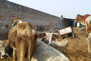 रसाड़ा नगर पालिका की गोशाला.