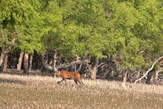 পর্যটকদের ক্যামেরাবন্দি রয়েল বেঙ্গল টাইগার