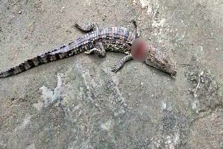 deceased-baby-crocodile-found-near-varaha-river