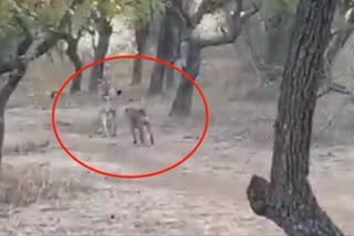 Video of lion and dog fighting in Gir forest goes viral on social media