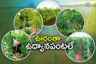 Horticultural crops in mukurala village