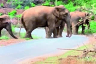 Lemru elephant sanctuary